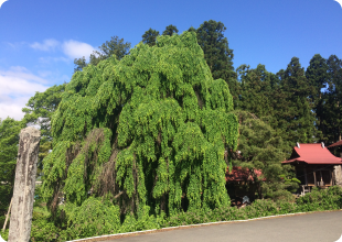 永昌寺境内の巨木
